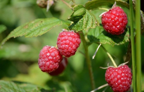 raspberries-9694975_1280-1.jpg